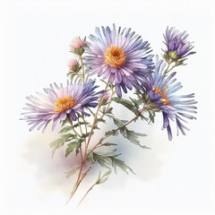 Watercolor aster illustration on white background. Flower art. Ai generated