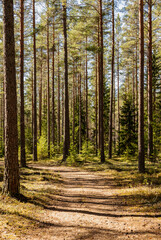 Tree forest landscape. Scenic background picture of Scandinavian spring nature