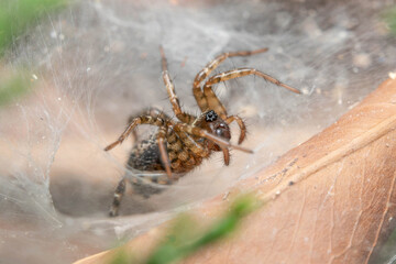 Funnel weaver spider, Textrix sp., waiting for preys on a sunny day