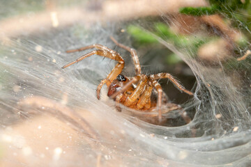 Funnel weaver spider, Textrix sp., waiting for preys on a sunny day