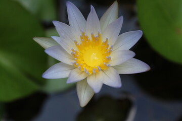 A white water lotus with a yellow center and a white center