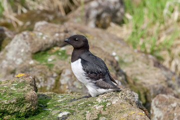 Dovekie (Alle alle) at least auklet colony in St. George Island, Alaska, USA