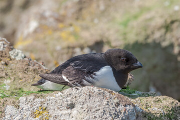 Dovekie (Alle alle) at least auklet colony in St. George Island, Alaska, USA