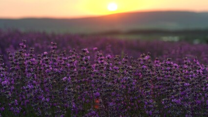 Lavender field at sunset. Blooming purple fragrant lavender flowers against the backdrop of a sunset sky