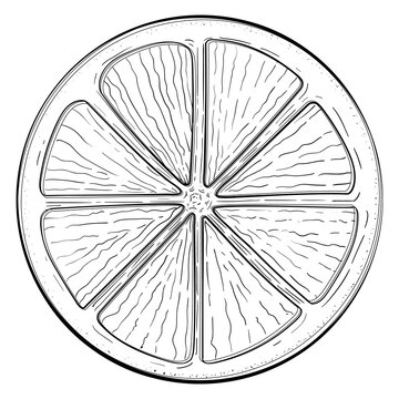 recommend clip art: Lemon slice hand drawn sketch illustration icon.