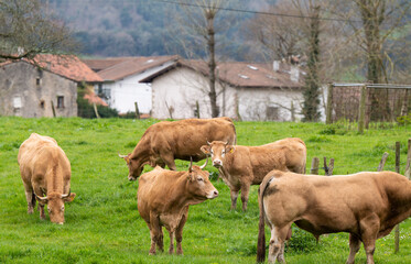 Group of cows on field with country houses in background. Cantabria, Spain
