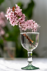 Bouquet of blossoming apricot branches in wineglass on table at home. Japanese Sakura cherry blossoms. Spring time concept. Soft focus, shallow depth of field.