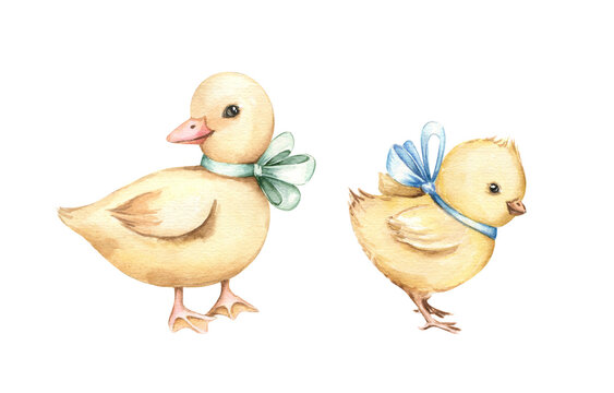Cute yellow duckling and chicken with bows on the neck. Watercolor hand drawn illustration isolated on white background. Kids banner, poster, greeting card, invitation design element.
