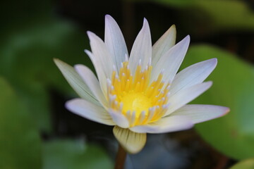 A white water lotus with a yellow center and a white center