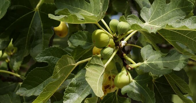 Ripe fig fruits on a tree branch