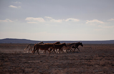 desert, camel, animal, nature, horse, sand, landscape, sky, travel, camels, safari, sahara,...