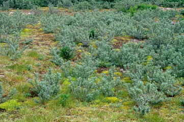 Hippophase rhamnoides, Argousier