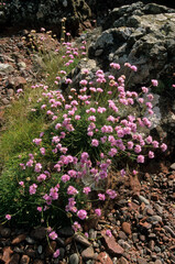 Armeria maritima, Armerie maritime
