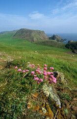 Armeria maritima, Armerie maritime, East Lothion , Ecosse , Grande Bretagne