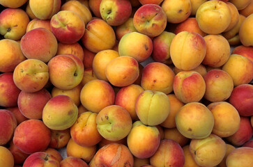 Prunus armenniaca 'Bergeron' , Abricot, Abricotier