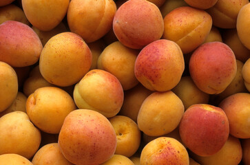 Prunus armenniaca 'Bergeron' , Abricot, Abricotier