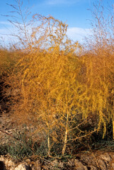 Asparagus officinalis , Asperge