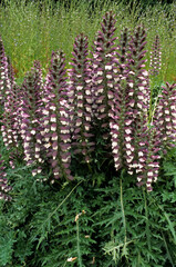 Acanthus mollis, Acanthe à feuilles molles