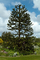 Araucaria araucaria, Araucaria