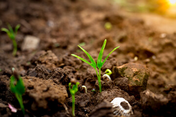 Sprouted water spinach growing on soil. Young seedling is growing for new life. Save environment concept.