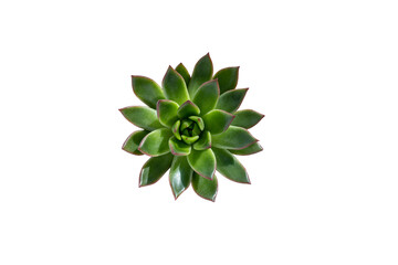 Succulent echeveria isolated on white background.