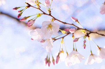 桜