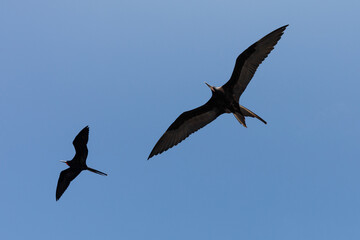 two great frigatebirds (Fregata minor) flying in blue sky - 583802188