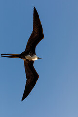 adolescent great frigatebird (Fregata minor) in flight - 583802303