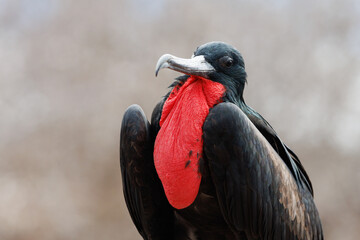 portrait male great frigatebird (Fregata minor) with red gular sac - 583802358