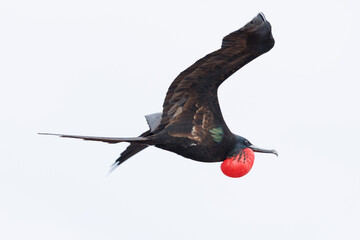 flying male great frigatebird (Fregata minor) with inflated red gular sac - obrazy, fototapety, plakaty