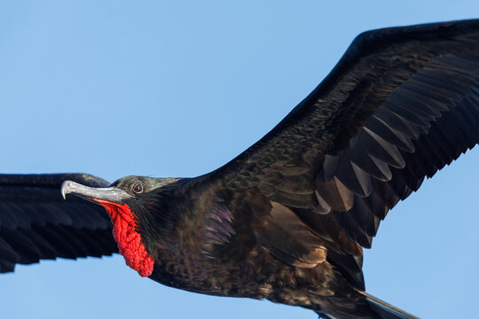 male great frigatebird (Fregata minor) in flight