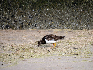 Ruddy turnstone, Arenaria interpres, adult in non breeding plumage on beach of Scheveningen, Netherlands