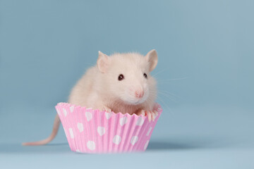 Fototapeta na wymiar Cute beige baby rat in a pink cupcake
