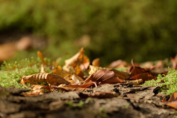 AUTUMN - Dry leaves of trees in a forest glade