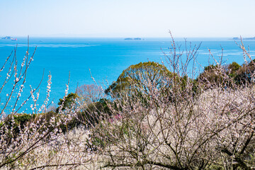 美しい梅林と海
