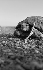 A turtle traveling alone in the desert.