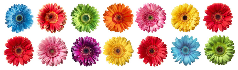 set of isolated different colored gerbera flowers. Created with Generative AI