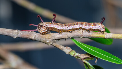 Common Indian Crow Butterfly's Caterpillar on tree branches and natural background.