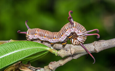 Common Indian Crow Butterfly's Caterpillar on tree branches and natural background.