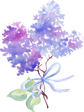 Lilac flower bouquet. Watercolor illustration. Hand-painting	
