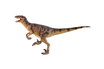 Fototapeta premium dinosaur , Velociraptor isolated background