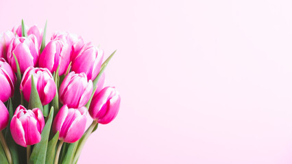 Beautiful fresh tulip flowers in full bloom against pink background. Copy space for text. Spring blooms.