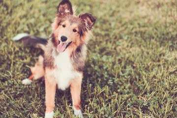 Fototapeta premium Portrait outdoor of happy healthy young puppy dog looking owner ready to play and enjoy the outdoor leisure activity day at the park. Concept of animal and best friend people. Lovely canine pedigree