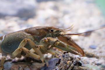 European crayfish Gambero di fiume europeo (Austropotamobius pallipes)