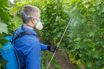 Farmer in a protective mask sprays grapes. Control of diseases of fruit trees. Insecticides and...