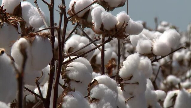 Close up of cotton plants at a plantation, light wind blowing and shaking plants