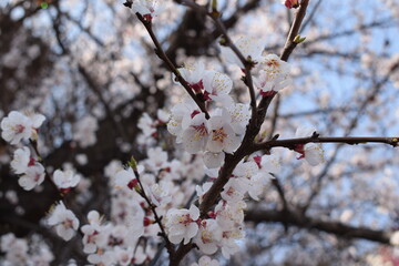 apricot blossom