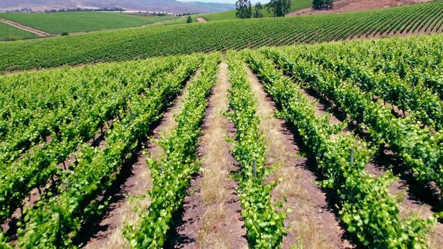 Test Pit On The Clay Soil In Trellised Vineyards In Leyda Valley Wine Region, Chile. Aerial Drone Shot