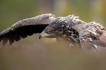 Young and wild white-tailed eagle closeup in the bog