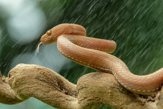 snake on the tree